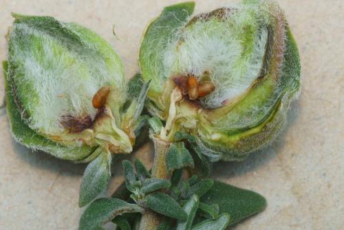 Réf. 321 122 : Synopeas sp.